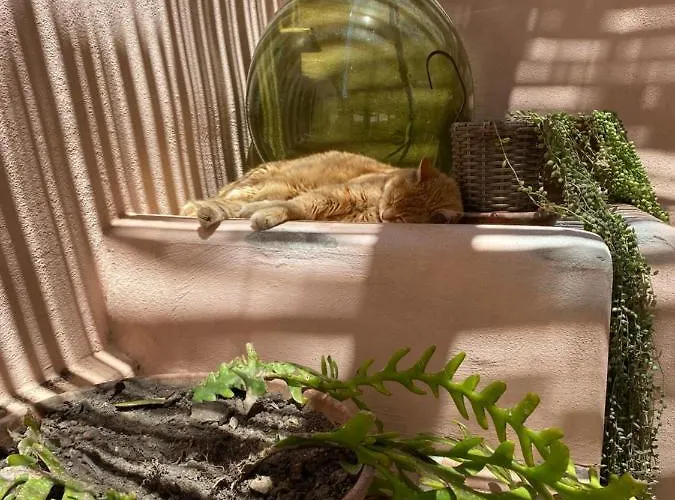 Is Scabas Guestrooms ゲストハウス Solarussa