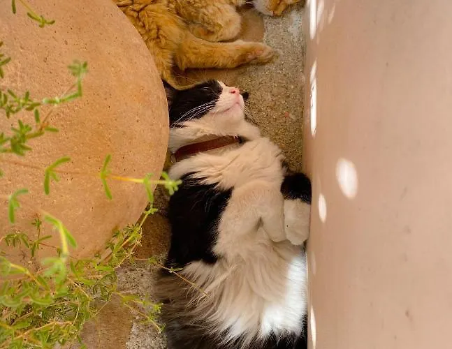 ゲストハウス Is Scabas Guestrooms